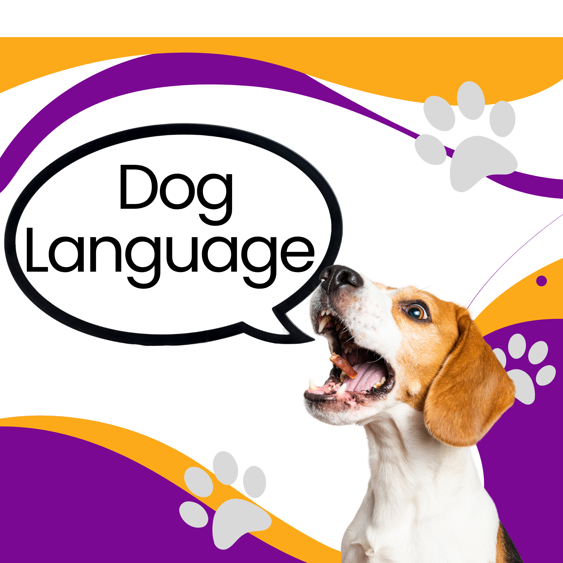 image of a dog on an orange background